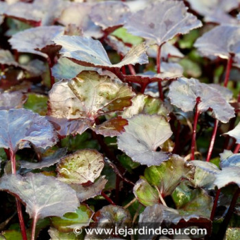 LIGULARIA &#039;Pandora&#039;®