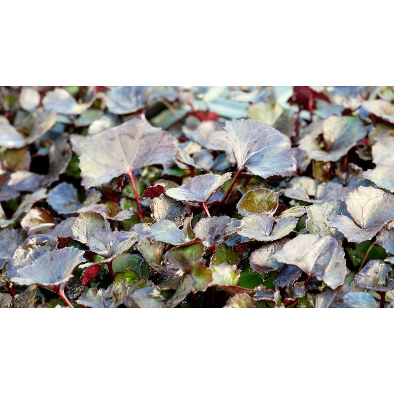 LIGULARIA 'Pandora'&reg;