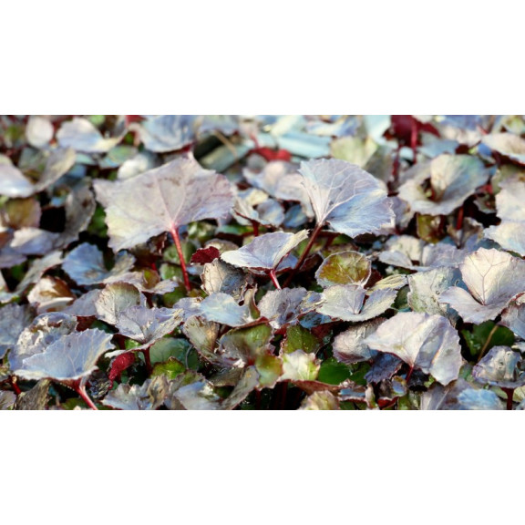 LIGULARIA 'Pandora'&reg;