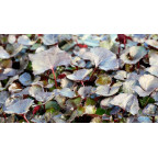 LIGULARIA 'Pandora'&reg;