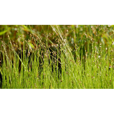 MELICA nutans