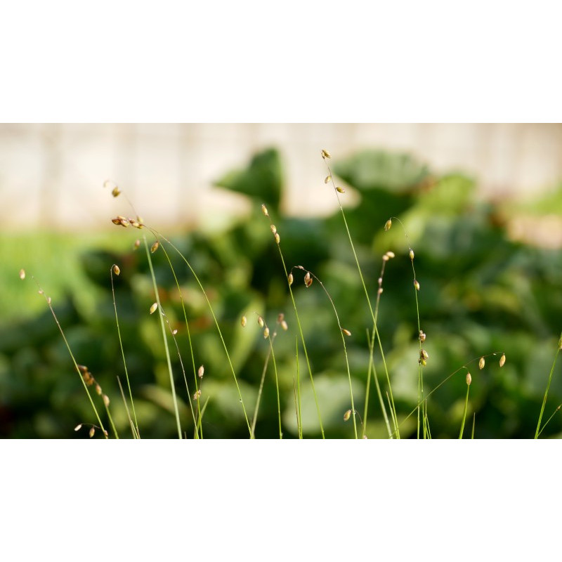 MELICA nutans