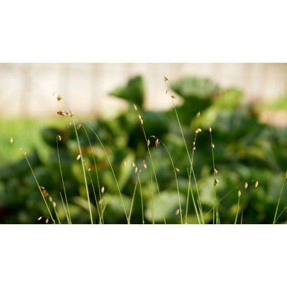 MELICA nutans