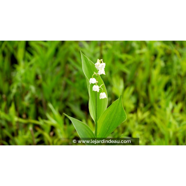 CONVALLARIA majalis