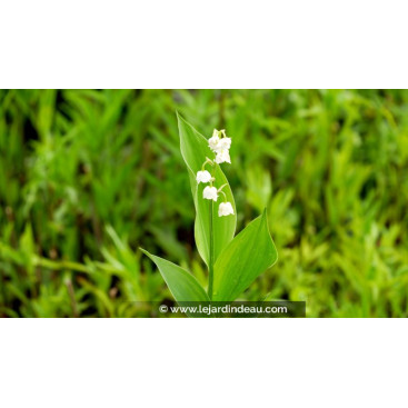 CONVALLARIA majalis