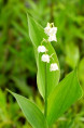 CONVALLARIA majalis