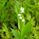 CONVALLARIA majalis