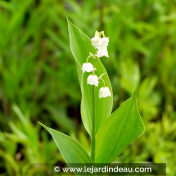 CONVALLARIA majalis