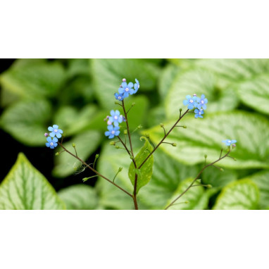 BRUNNERA macrophylla \'Silver Charm\'&reg;