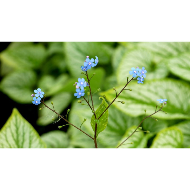 BRUNNERA macrophylla 'Silver Charm'&reg;