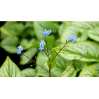 BRUNNERA macrophylla 'Silver Charm'&reg;