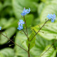 BRUNNERA macrophylla 'Silver Charm'®