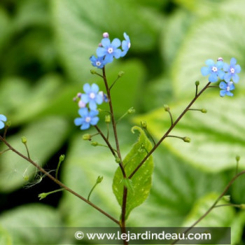 BRUNNERA macrophylla &#039;Silver Charm&#039;®