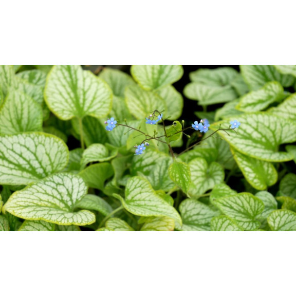 BRUNNERA macrophylla 'Silver Charm'&reg;
