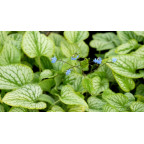 BRUNNERA macrophylla 'Silver Charm'&reg;
