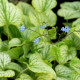 BRUNNERA macrophylla 'Silver Charm'®