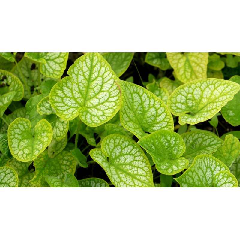 BRUNNERA macrophylla 'Mr Morse'&reg;