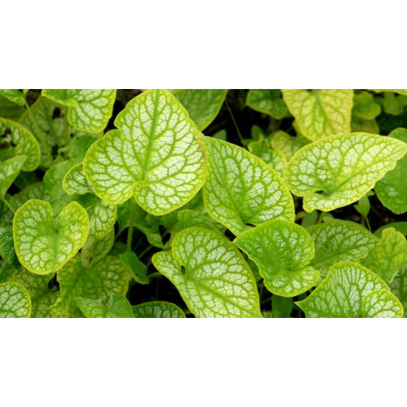 BRUNNERA macrophylla 'Mr Morse'&reg;