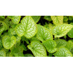 BRUNNERA macrophylla 'Mr Morse'&reg;