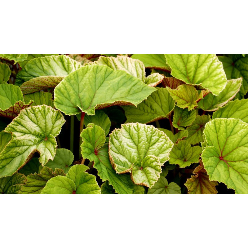BEGONIA grandis evansiana