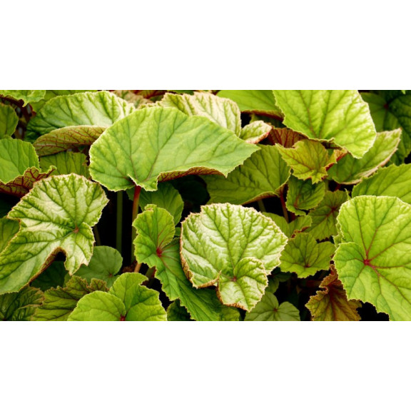 BEGONIA grandis evansiana