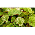 BEGONIA grandis evansiana