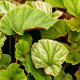 BEGONIA grandis evansiana