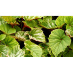 BEGONIA grandis evansiana