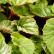 BEGONIA grandis evansiana