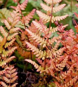 DRYOPTERIS erythrosora 'Prolifica'