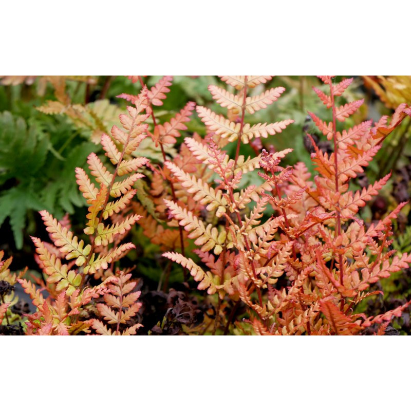 DRYOPTERIS erythrosora 'Prolifica'