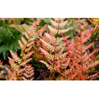 DRYOPTERIS erythrosora 'Prolifica'