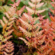 DRYOPTERIS erythrosora 'Prolifica'