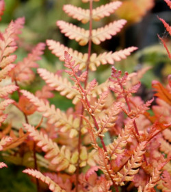 DRYOPTERIS erythrosora 'Prolifica'