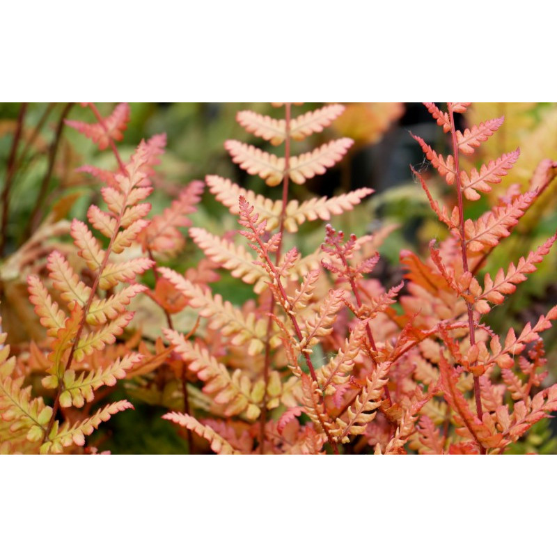 DRYOPTERIS erythrosora 'Prolifica'