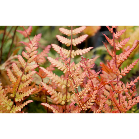 DRYOPTERIS erythrosora 'Prolifica'
