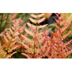 DRYOPTERIS erythrosora 'Prolifica'