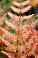 DRYOPTERIS erythrosora 'Prolifica'