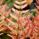 DRYOPTERIS erythrosora 'Prolifica'