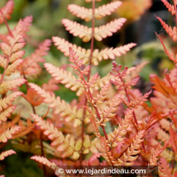 DRYOPTERIS erythrosora &#039;Prolifica&#039;