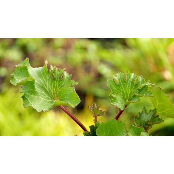 FARFUGIUM japonicum 'Wavy Gravy'&reg;