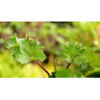 FARFUGIUM japonicum 'Wavy Gravy'&reg;