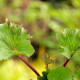 FARFUGIUM japonicum 'Wavy Gravy'®
