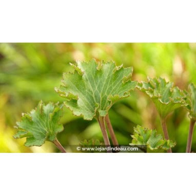 FARFUGIUM japonicum \'Wavy Gravy\'