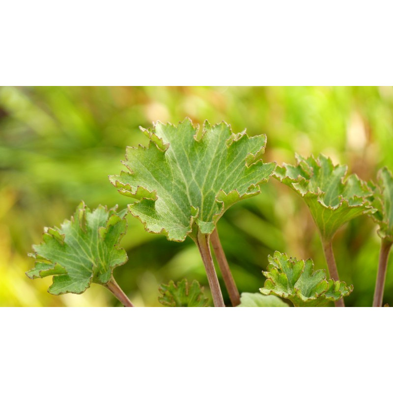 FARFUGIUM japonicum 'Wavy Gravy'&reg;