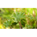 FARFUGIUM japonicum 'Wavy Gravy'&reg;