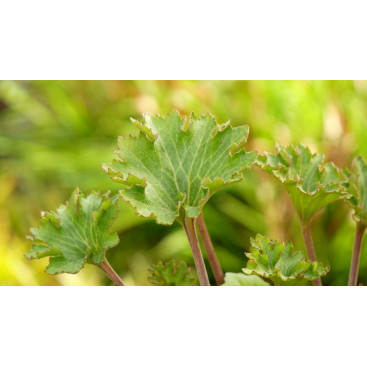 FARFUGIUM japonicum \'Wavy Gravy\'