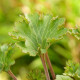 FARFUGIUM japonicum 'Wavy Gravy'®