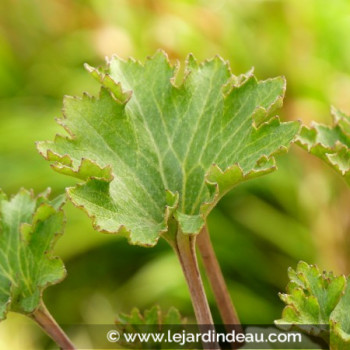 FARFUGIUM japonicum &#039;Wavy Gravy&#039;®