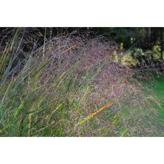 PANICUM virgatum 'Warrior'